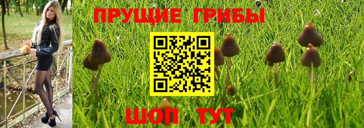 Псилоцибиновые грибы прущие грибы Междуреченск